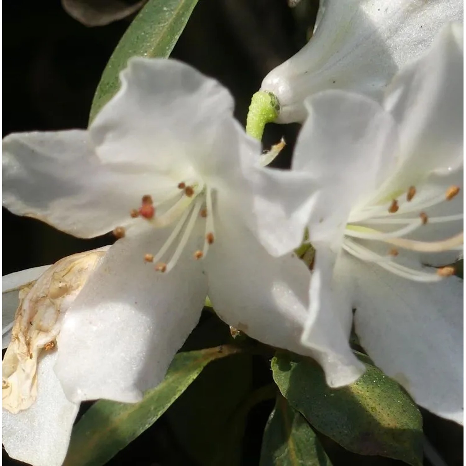 Rhododendron wongii 25-30cm