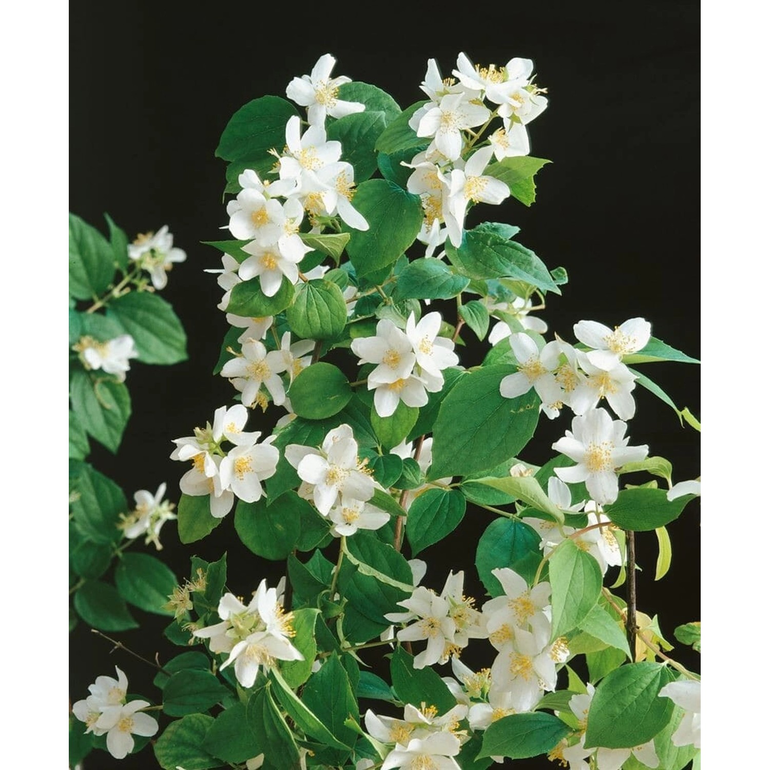 Philadelphus Dame Blanche Duftjasmin Weiß 125–150 cm günstig online kaufen