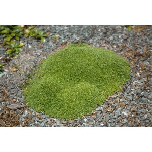 Stängelloses Leimkraut (Silene Acaulis Floribunda) im 9x9 cm Topf, grüne Polsterstaude.