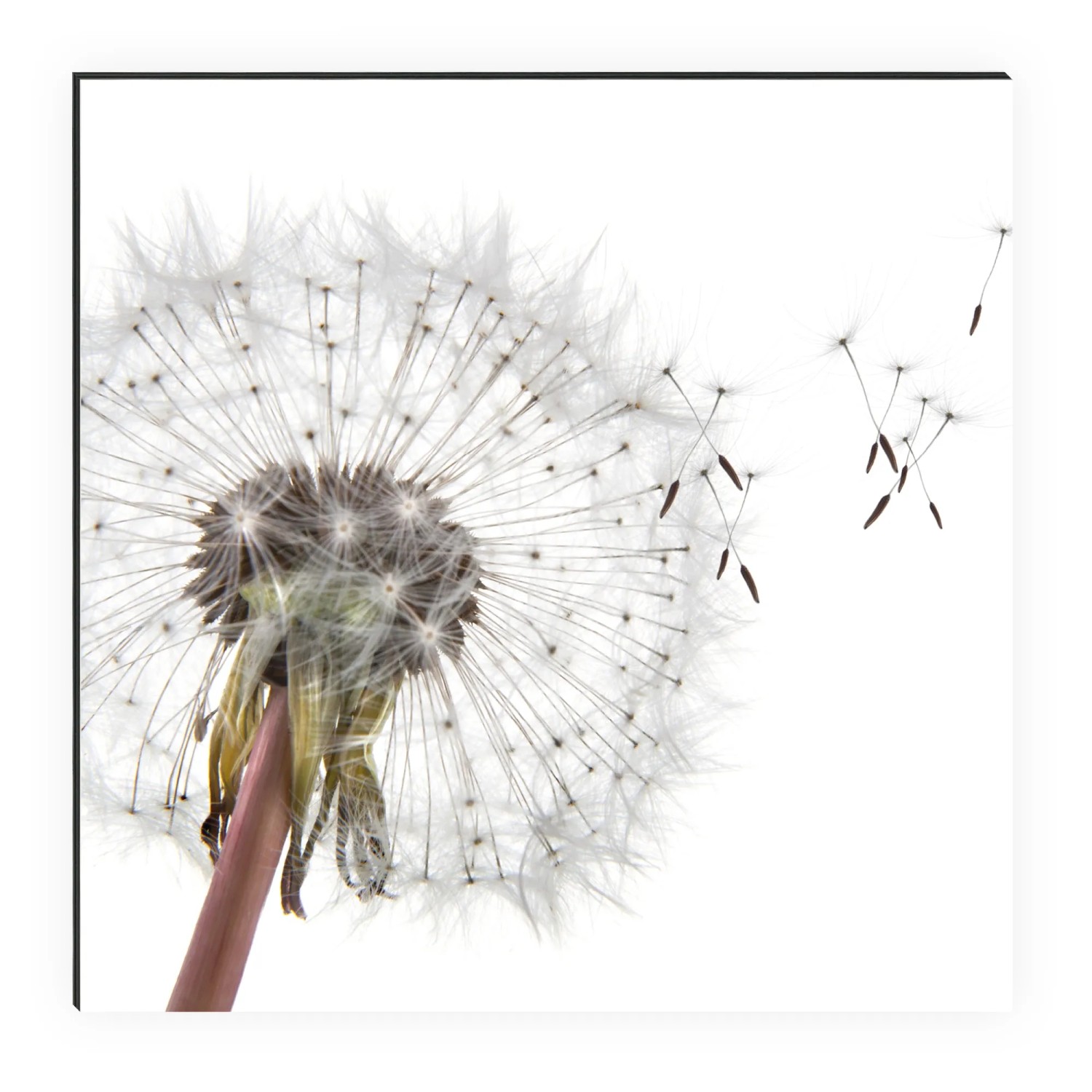 MySpotti Küchenrückwand mit Pusteblume in Weiß-Grau, 100x60 cm.
