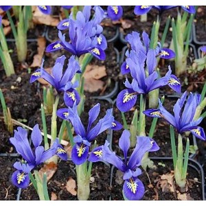 Winteriris Harmony (Iris reticulata) mit blauen Blüten und gelber Zeichnung.