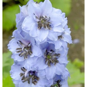 Nahaufnahme des hellblauen Rittersporn Elmhimmel (Delphinium belladonna) als Staude.