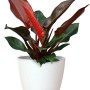 Artevasi Übertopf San Remo, Ø 14 cm, Weiß, mit roter Pflanze.