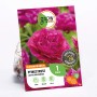 Verpackung der GROW by OBI Pfingstrose Lactiflora Kansas mit dunkelrosa Blüte.