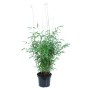 Gartenbambus 'Panda' im Topf, ca. 60-80 cm hoch, ideal als immergrüner Sichtschutz.