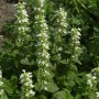 Kriechender Günsel Sanne - Ajuga reptans