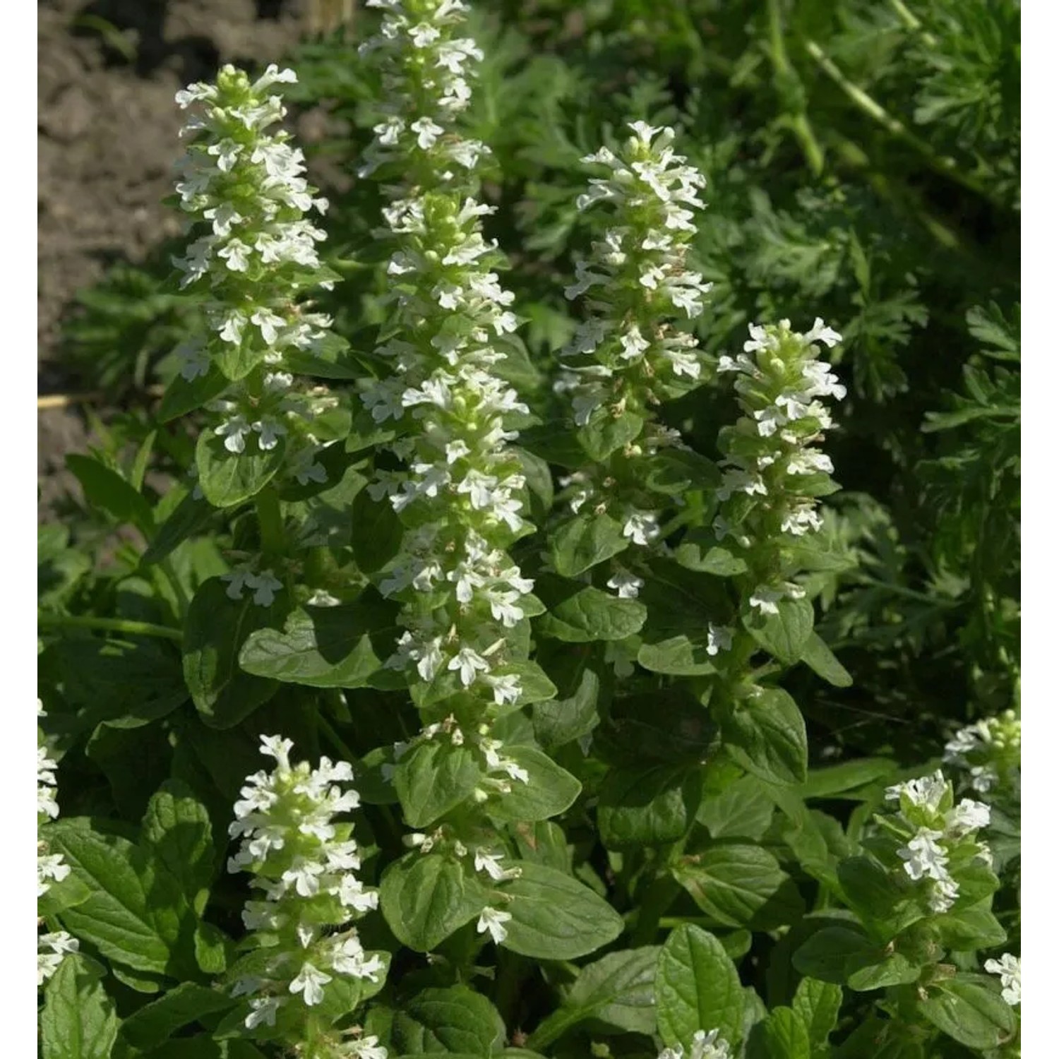 Kriechender Günsel Sanne - Ajuga reptans