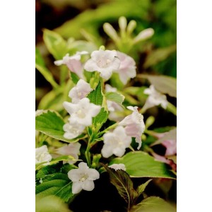 Nahaufnahme der Weigelie 'Nana Variegata' mit rosa-weißen Blüten und bunten Blättern.