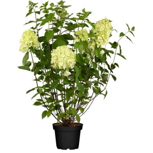 Rispenhortensie Limelight (100-125cm) im Topf. Blühende Zimmerpflanze mit cremeweißen Blüten.