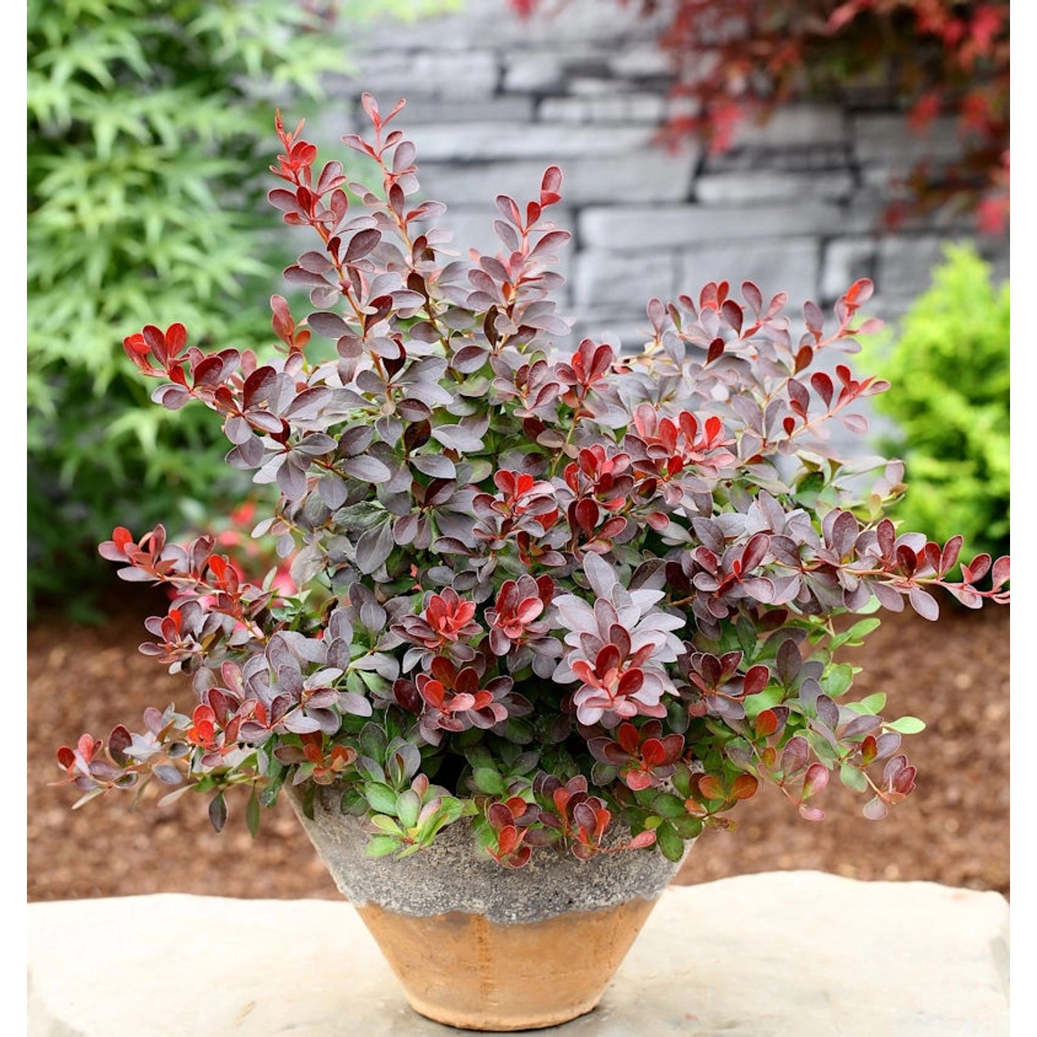 Kleine Blutbeberitze 15-20cm - Berberis thunbergii Atropurpurea Nana günstig online kaufen