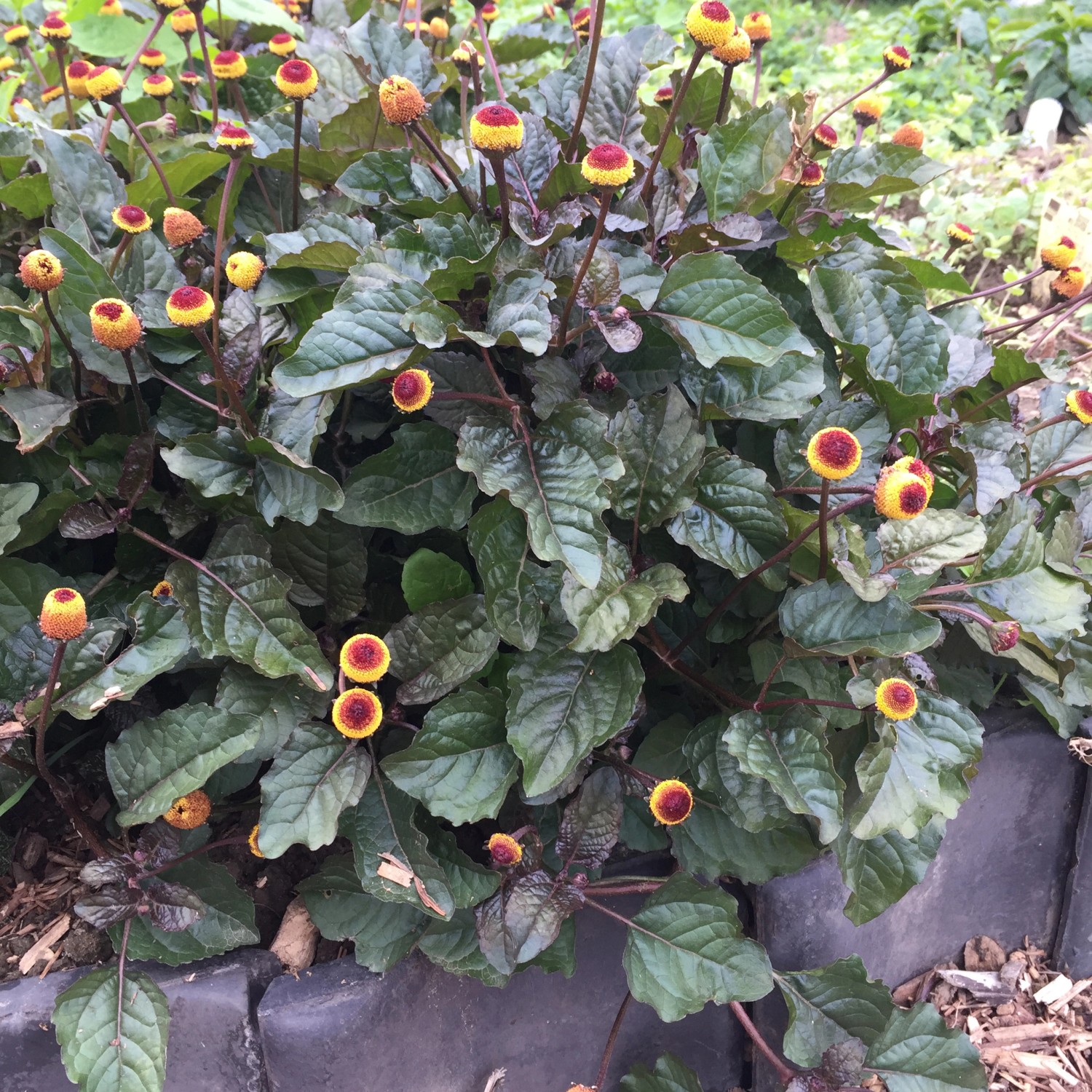Blu Bio-Prickelknöpfe (Spilanthes) im Topf, ca. 12 cm Ø. Kräuter mit gelb-roten Blüten und grünen Blättern.