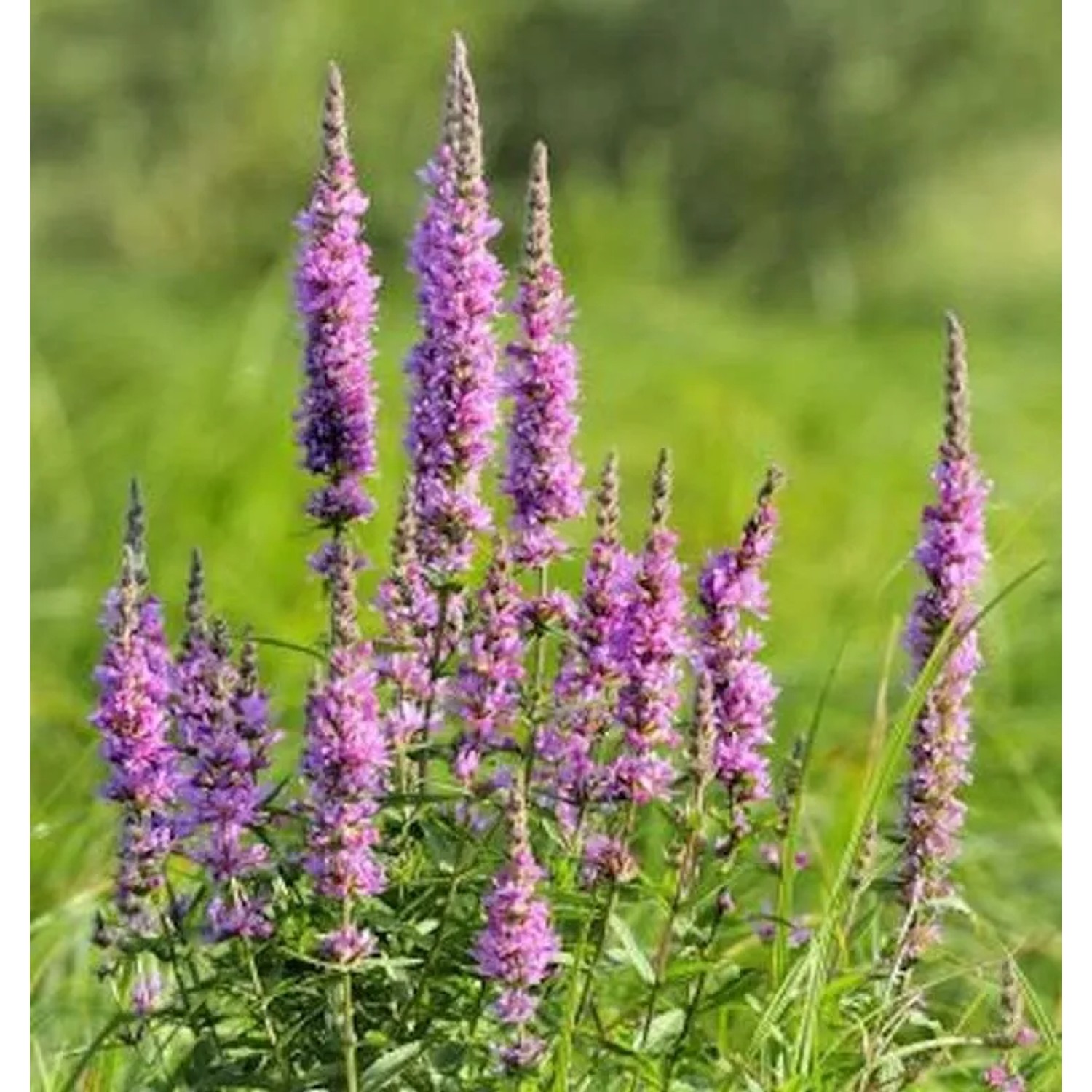Blutweiderich Rose Queen - Lythrum virgatum