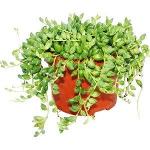 Erbse am Strick (Senecio herrianus) im braunen Topf, eine grüne Sukkulente mit hängenden Trieben.