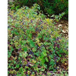 Ampelopsis Porzellanbeere mit bunten Beeren und grünen Blättern. Kletterpflanze für Garten und Kübel.