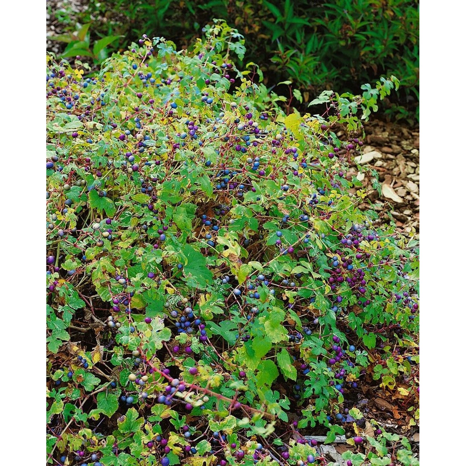 Ampelopsis Brevipedunculata Porzellanbeere 60–100 cm günstig online kaufen