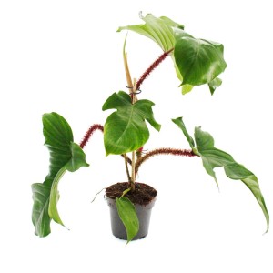Exotenherz Philodendron Squamiferum im 12cm Topf mit roten, behaarten Stielen und grünen Blättern.