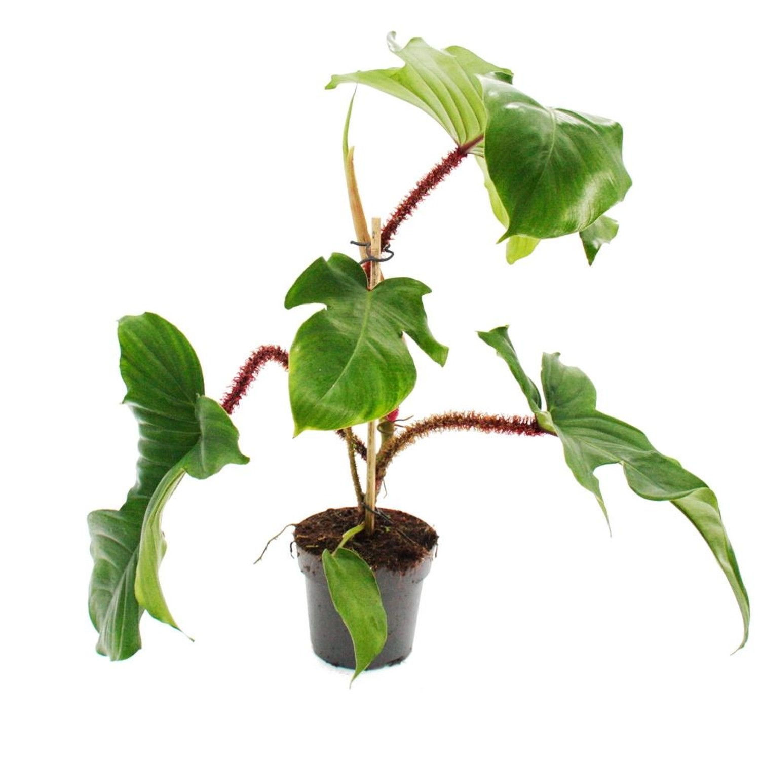 Exotenherz Philodendron Squamiferum Der Wilde Rotstielige Baumfreund 12cm Topf