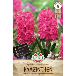 Sperli Hyazinthe Jan Bos, rote Blütenstände. Blumenzwiebeln für Beet und Kübel.