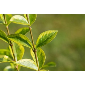 Detailaufnahme des Liguster 'Aureum' mit gelbgrünen Blättern. Heckenpflanze für Garten und Kübel.