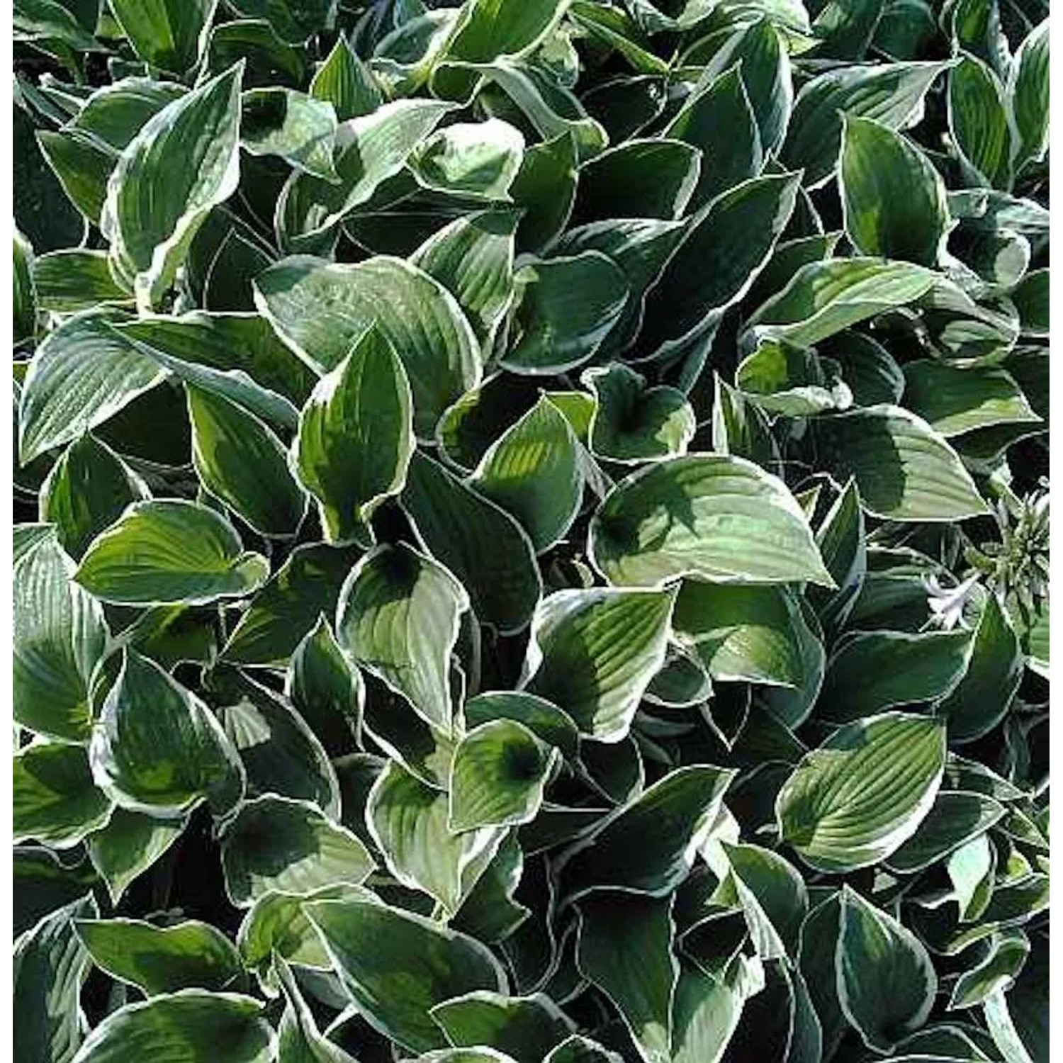 Funkie Francee - Hosta fortunei