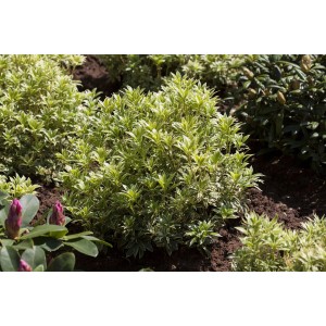 Japanische Lavendelheide 'Variegata' mit bunten Blättern im Garten.