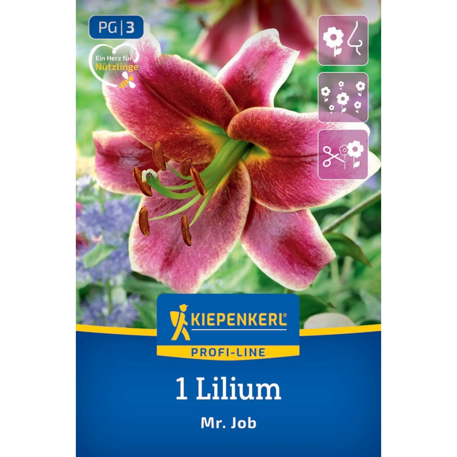 Kiepenkerl Blumenzwiebel Profi-Line Baumlilie Mr. Job 1 Stück
