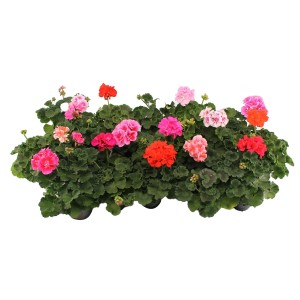 Farbenprächtige, stehende Geranie (Pelargonium zonale) im Topf, verschiedene Farben.