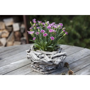 GROW by OBI Landnelke 'I love you' im Topf mit lila-weißen Blüten auf einem Holztisch.