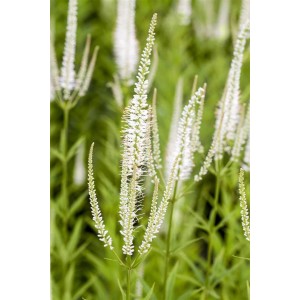 Detailaufnahme des weißen Kandelaber-Ehrenpreis (Veronicastrum virginicum 'Album').