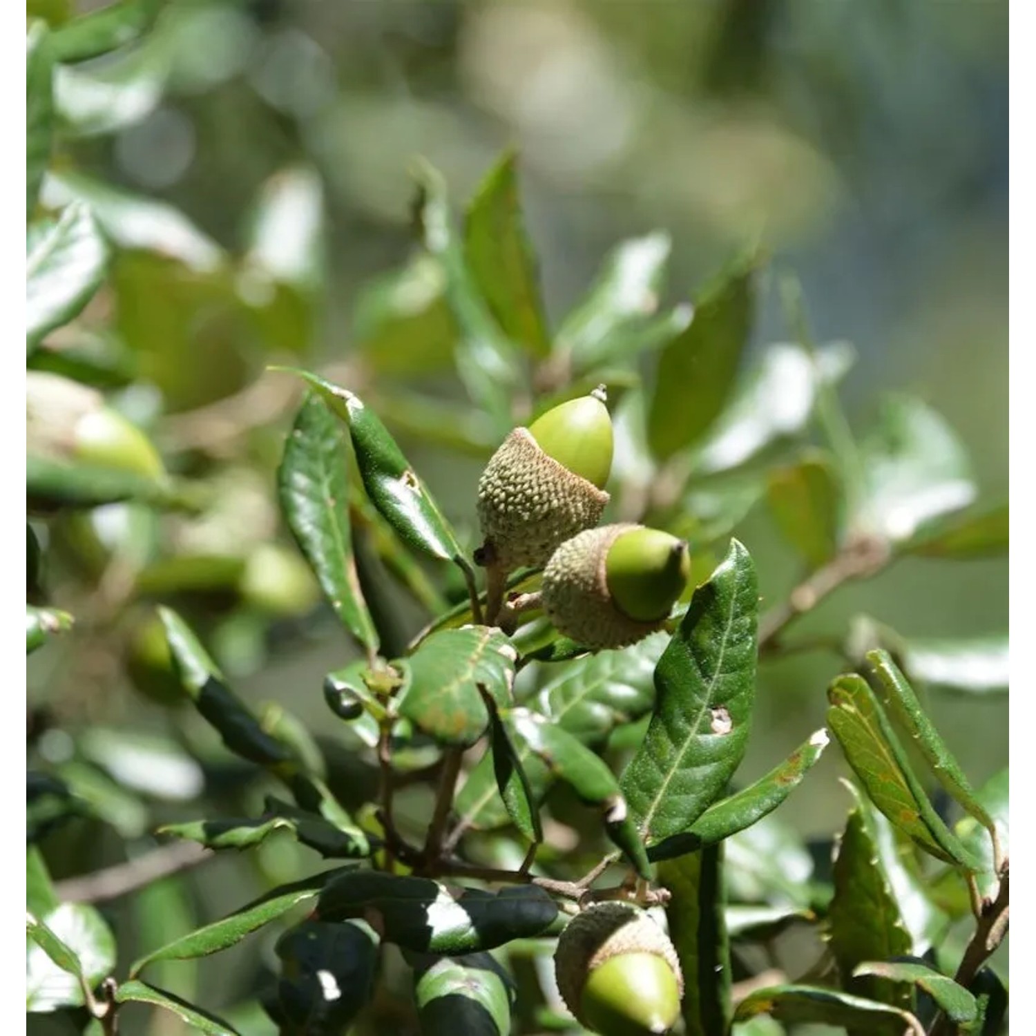 Immergrüne Stein Eiche 60-80cm - Quercus ilex günstig online kaufen