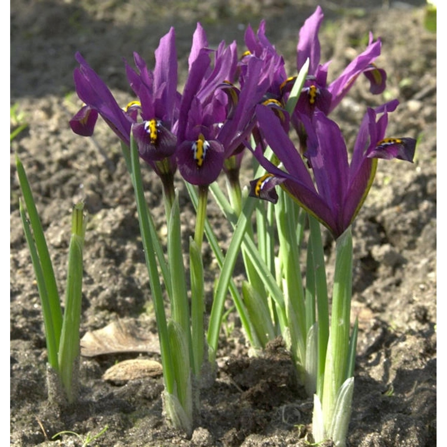 Winteriris J. S. Dijt - Iris reticulata günstig online kaufen