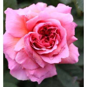 Nahaufnahme einer Englischen Rose 'Princess Alexandra of Kent' mit rosa Blütenblättern.