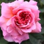 Nahaufnahme einer Englischen Rose 'Princess Alexandra of Kent' mit rosa Blütenblättern.