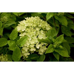 Rispenhortensie Little Lime mit limettengrünen Blüten und grünen Blättern.