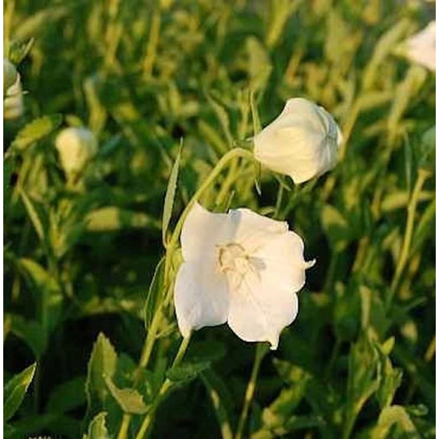 Ballonblume Fuji White - Platycodon grandiflorus günstig online kaufen