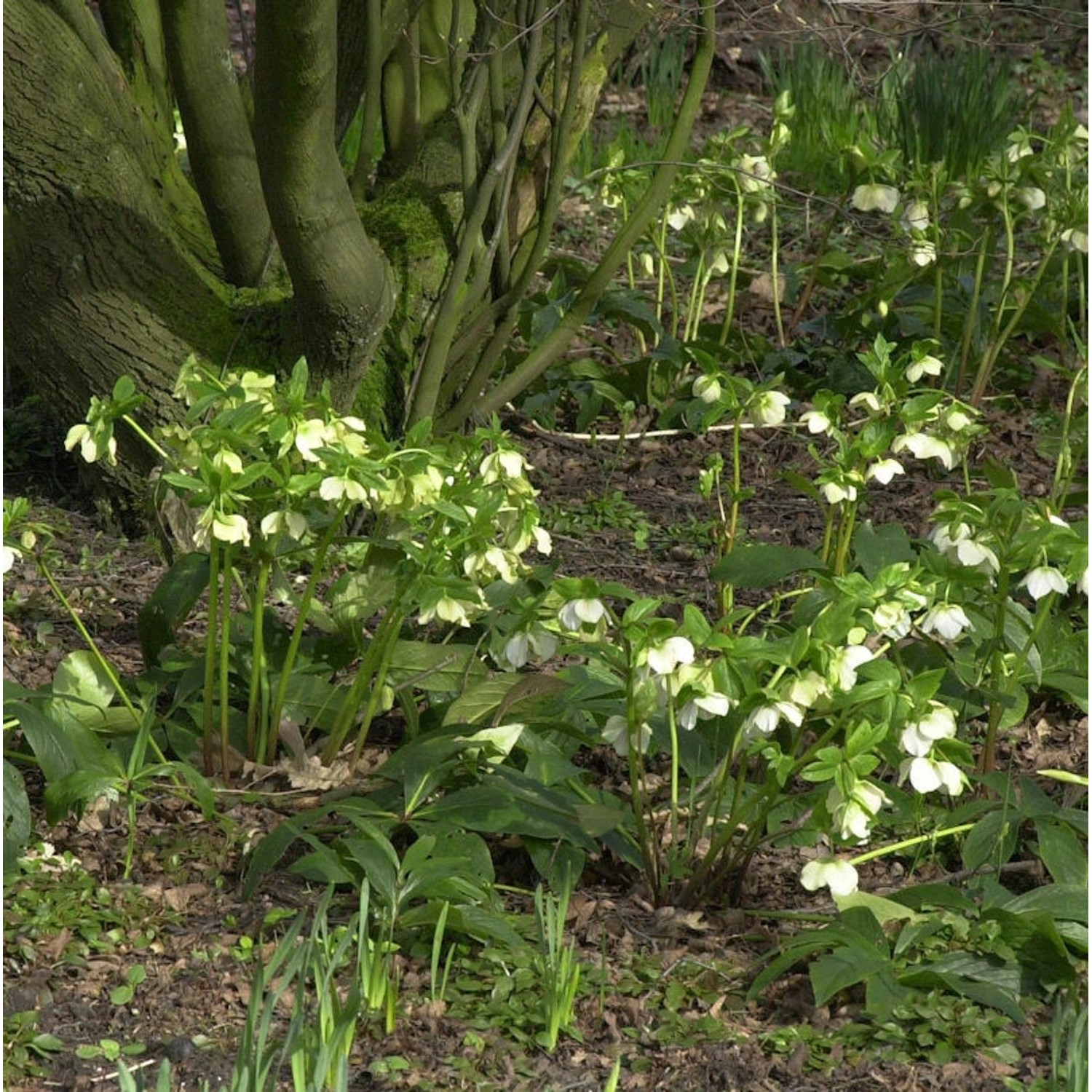 Christrose Lenzrose Bollene - Helleborus orientalis günstig online kaufen