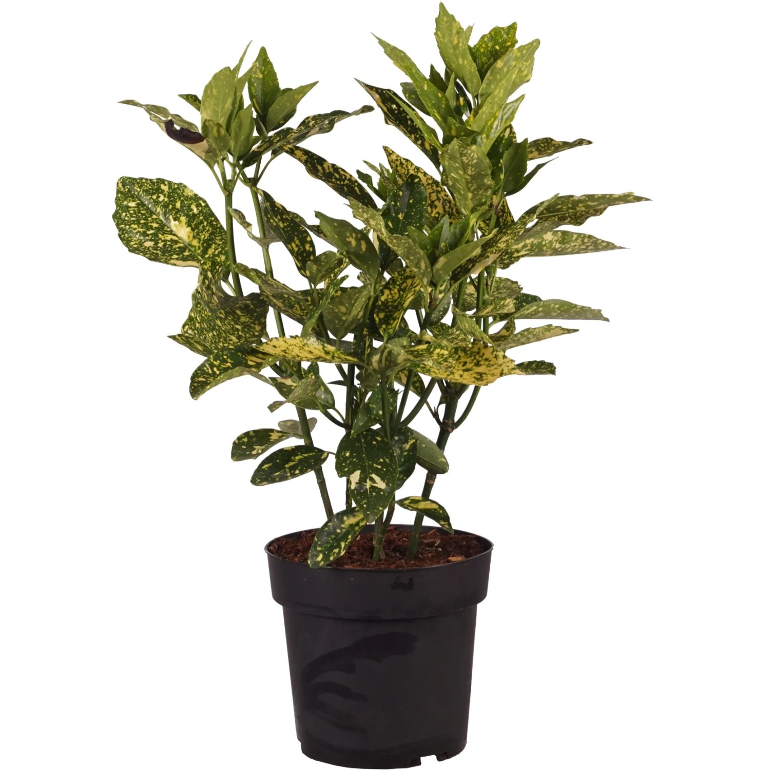 Japanische Aukube "Crotonifolia" Höhe ca. 30 cm Topf ca. 4,5 l Aucuba japonica
