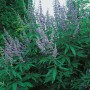 Blühender OBI Mönchspfeffer (Vitex) mit blauen Blütenständen im Topf.