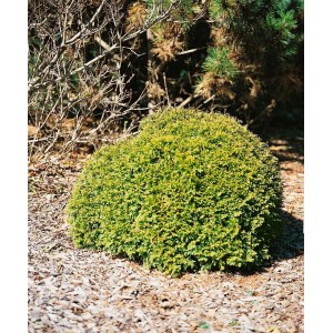 Grüne Thuja 'Anniek' Heckenpflanze, 20-25 cm hoch, buschig wachsend.
