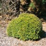 Grüne Thuja 'Anniek' Heckenpflanze, 20-25 cm hoch, buschig wachsend.