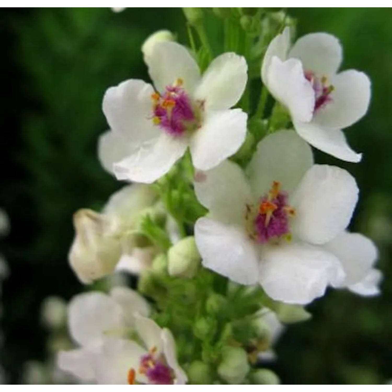 Königskerze Album - Verbascum nigrum
