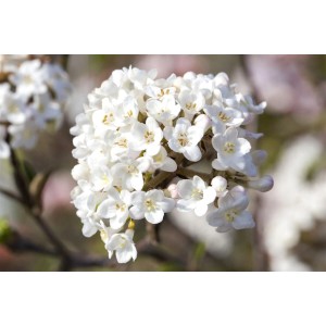 Nahaufnahme des rosa-weißen Duft-Schneeballs Viburnum Carlesii Aurora, ein blühender Strauch.