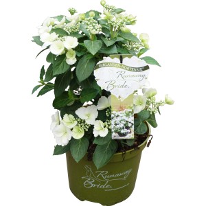 Girlanden-Hortensie Runaway Bride™ im Topf, ca. 20-40cm hoch, mit weißen Blüten.