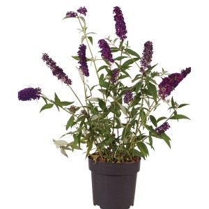 Sommerflieder Black Knight im Topf, ca. 4,5 l, mit dunkelvioletten Blüten.