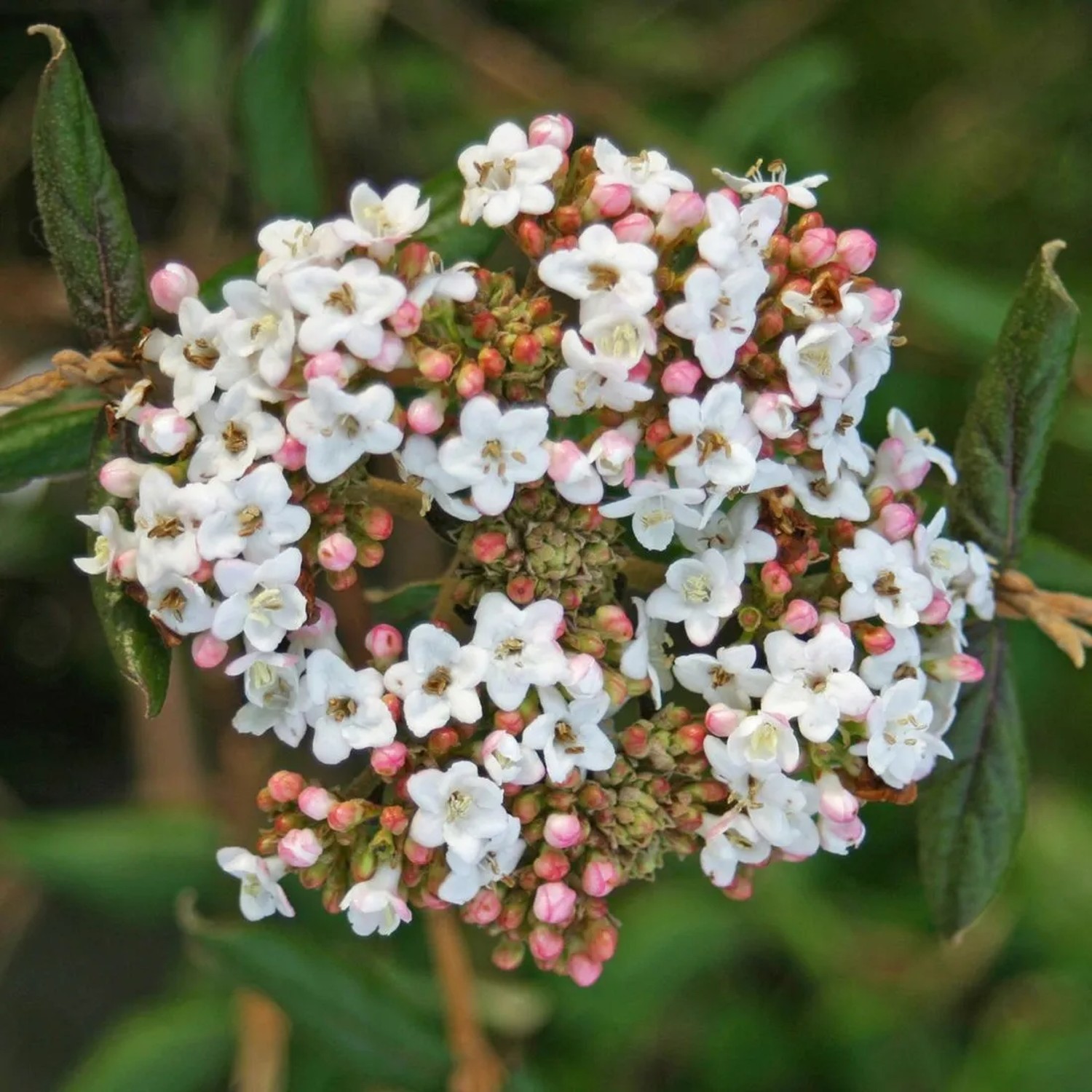 Osterschneeball 'Anne Russell' Viburnum burkwoodii 50 bis 60 cm im Container Duftende Blüten