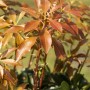 Pieris Japonica Mountain Fire: Japanische Lavendelheide mit roten Blättern.