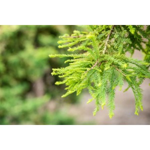 Nahaufnahme der nadelartigen Blätter einer Sumpfzypresse (Taxodium Distichum Secrest).