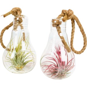 Tillandsien-Arrangement im Glas-Gefäß (Topf-Ø 12cm) mit grünen und roten Blättern.