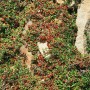 Immergrüner Bodendecker: Cotoneaster 'Streibs Findling' mit roten Beeren und kleinen Blättern.