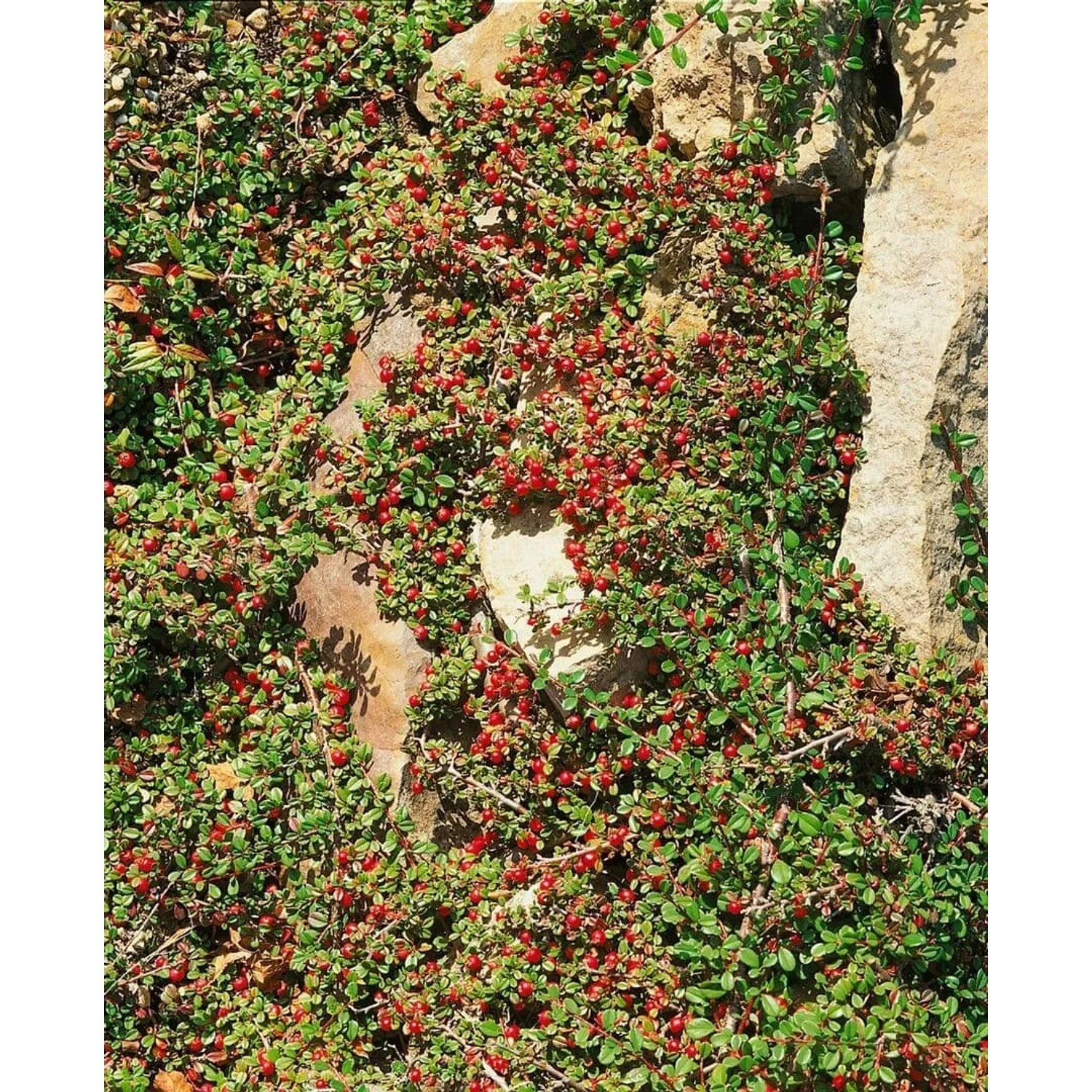 Immergrüner Bodendecker: Cotoneaster 'Streibs Findling' mit roten Beeren und kleinen Blättern.
